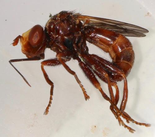 Réf. 323 476 : Sicus sp.